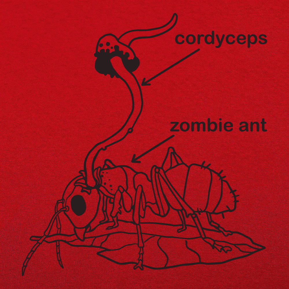 Cordyceps Zombie Ant Fungus Diagram