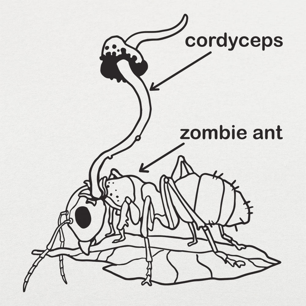 Cordyceps Zombie Ant Fungus Diagram