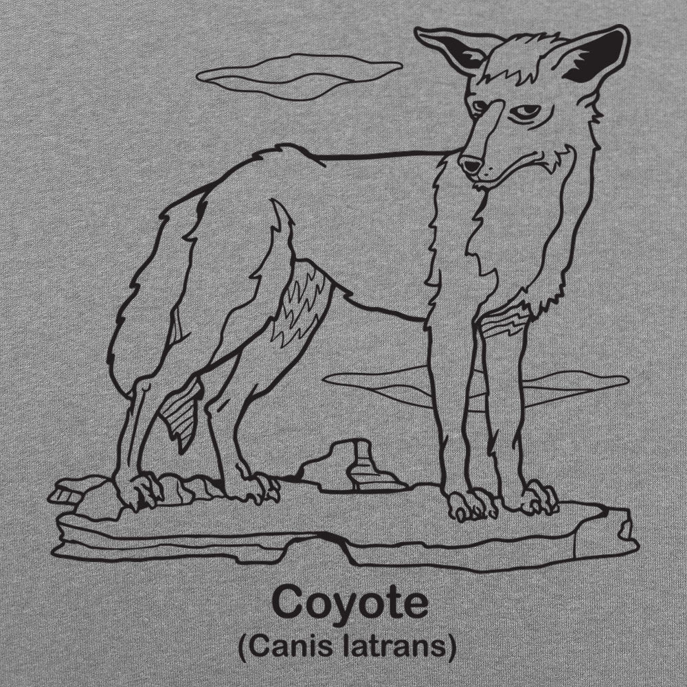 Coyote Canis Latrans Illustration