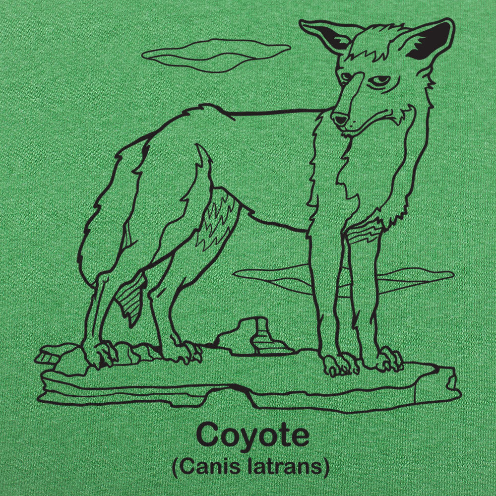 Coyote Canis Latrans Illustration