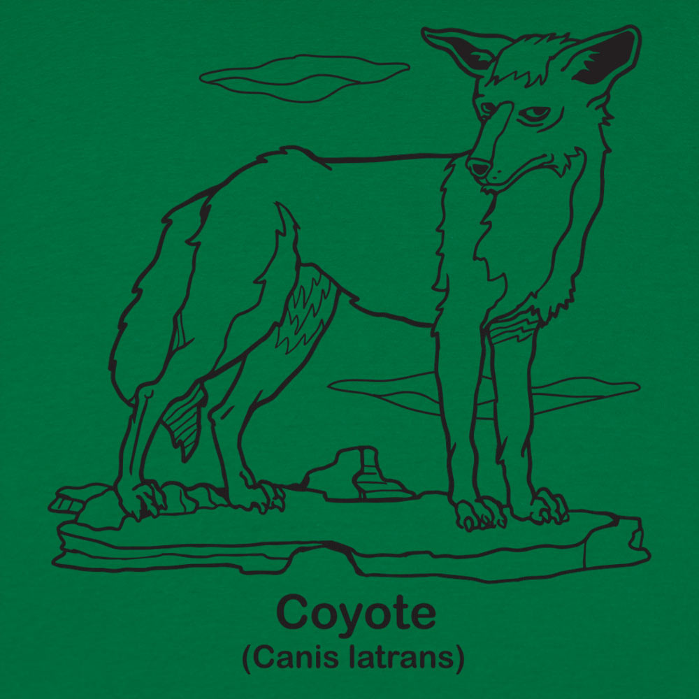 Coyote Canis Latrans Illustration