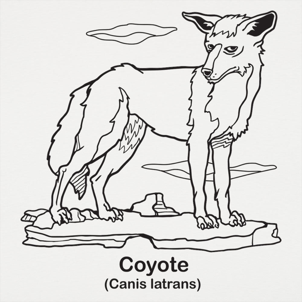 Coyote Canis Latrans Illustration