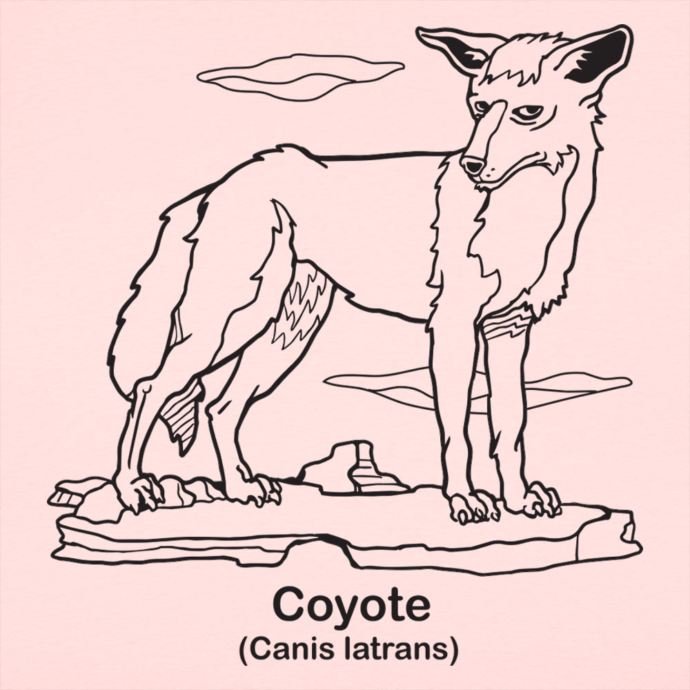 Coyote Canis Latrans Illustration