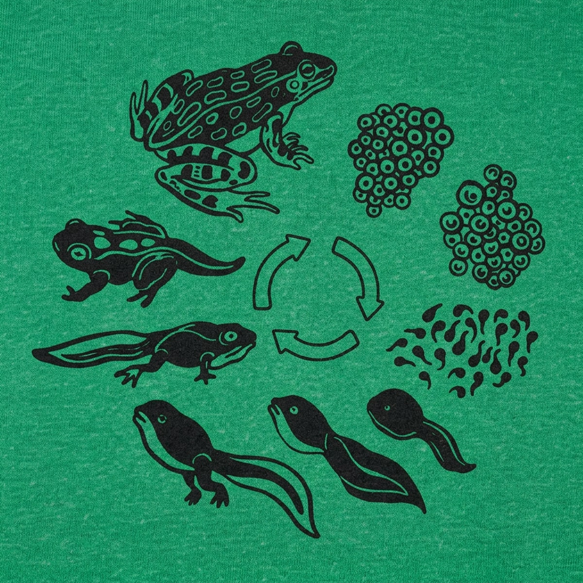 Frog Life Cycle Diagram from Eggs to Tadpole to Frog