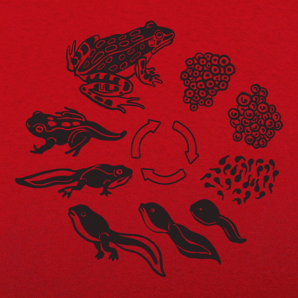 Frog Life Cycle Diagram from Eggs to Tadpole to Frog