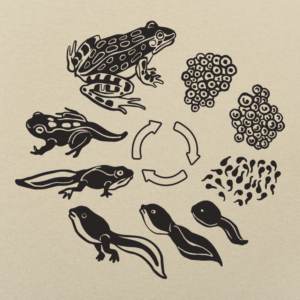 Frog Life Cycle Diagram from Eggs to Tadpole to Frog
