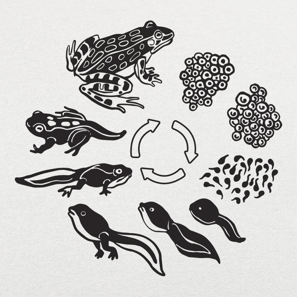 Frog Life Cycle Diagram from Eggs to Tadpole to Frog