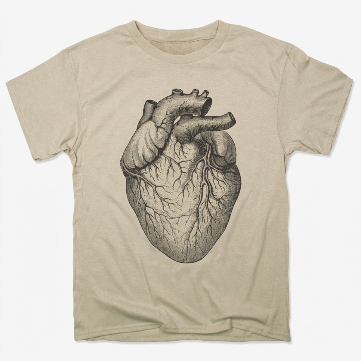 Human Heart Anatomical Illustration