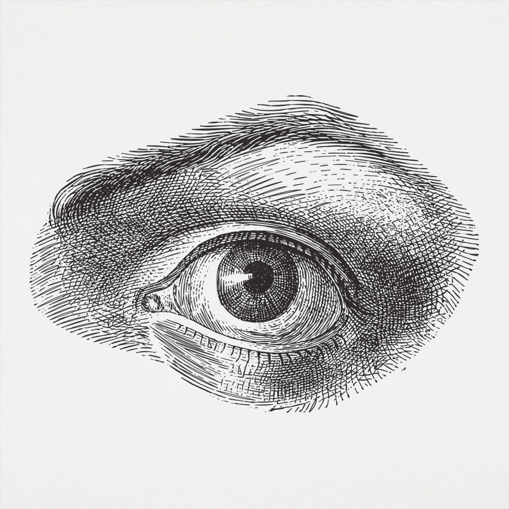 Human Eye Vintage Anatomical Illustration