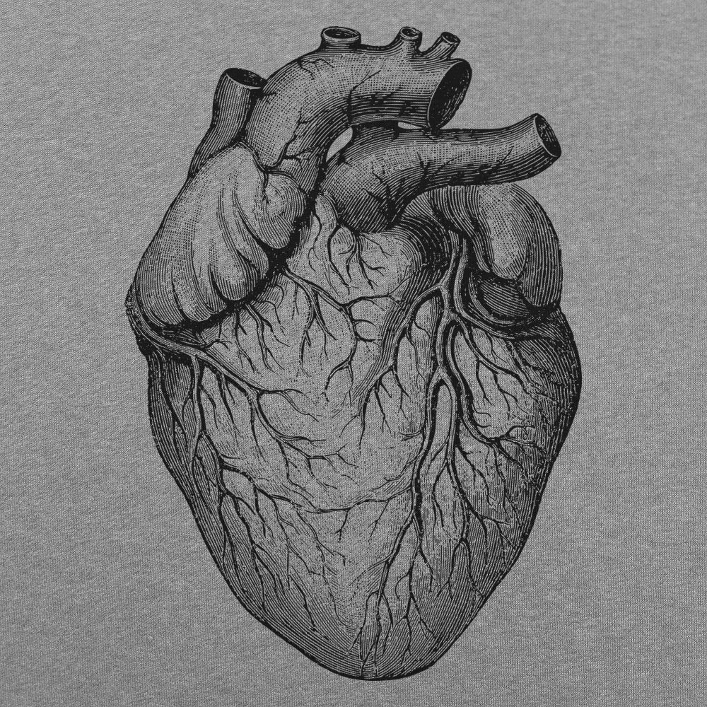 Human Heart Anatomical Illustration