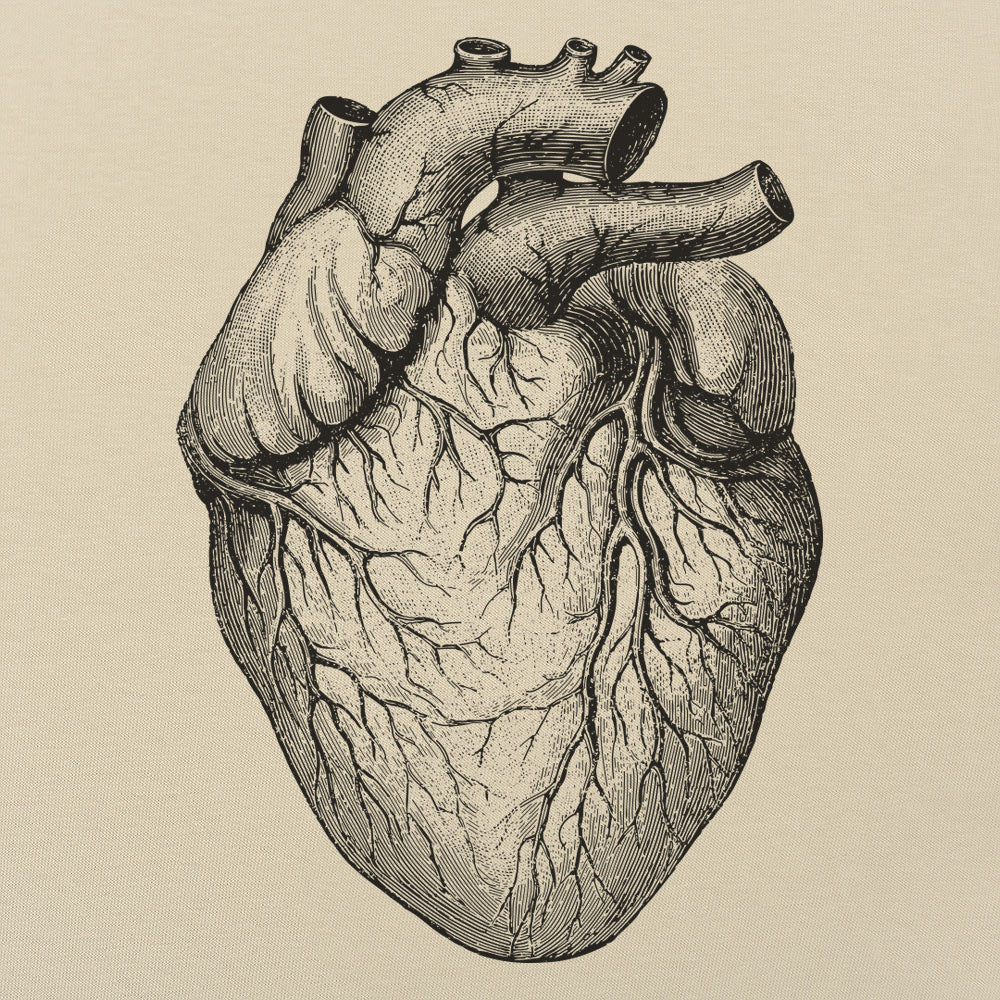 Human Heart Anatomical Illustration