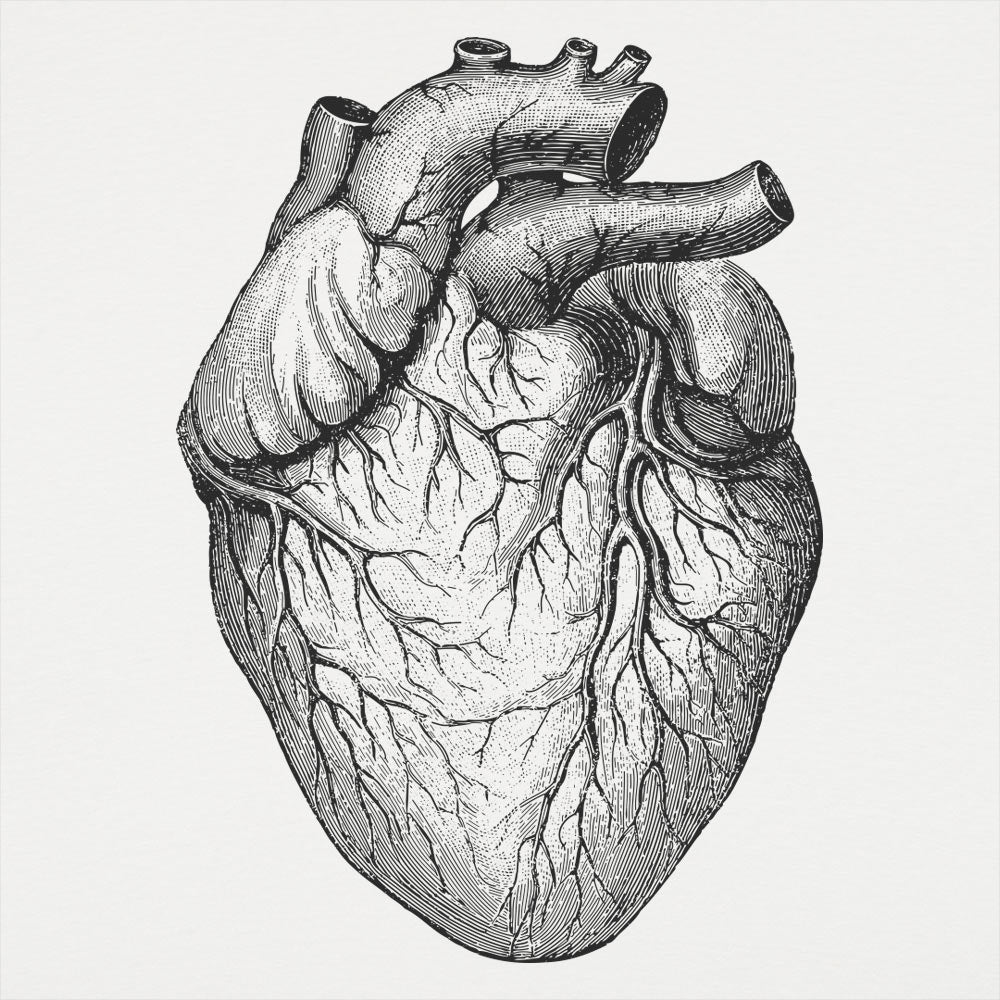 Human Heart Anatomical Illustration