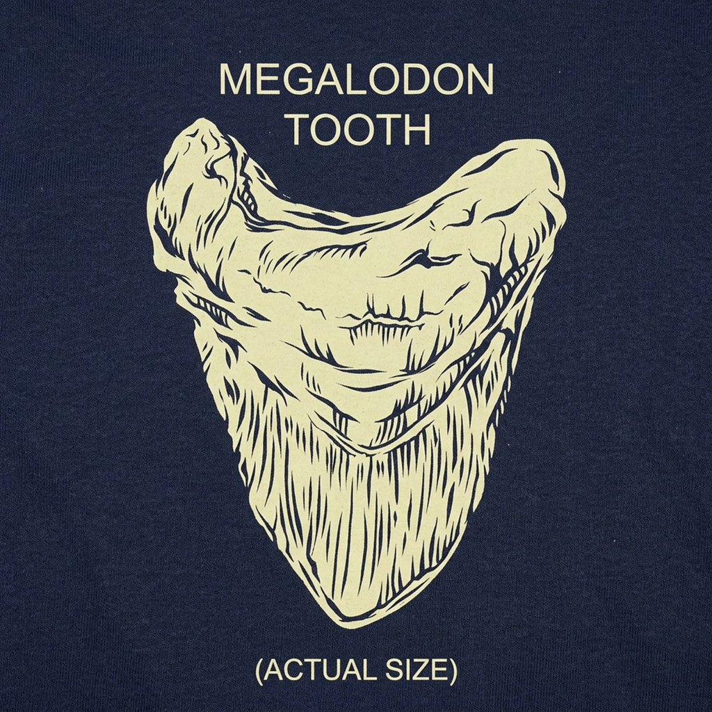 Megalodon Tooth Actual Size