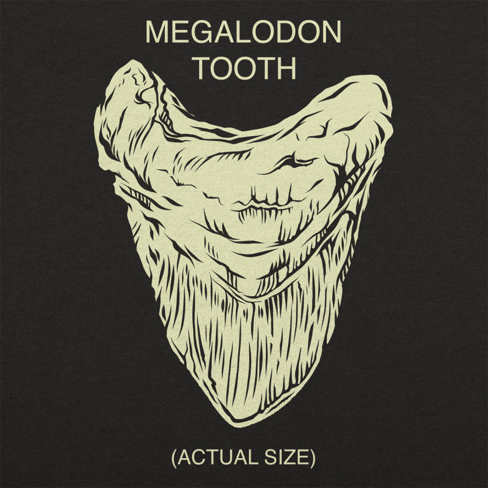 Megalodon Tooth Actual Size