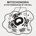 Mitochondria is the Powerhouse of the Cell Diagram