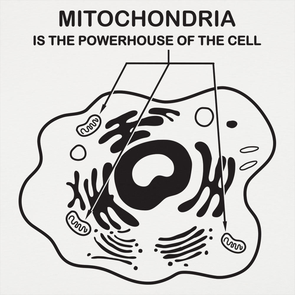 Mitochondria is the Powerhouse of the Cell Diagram