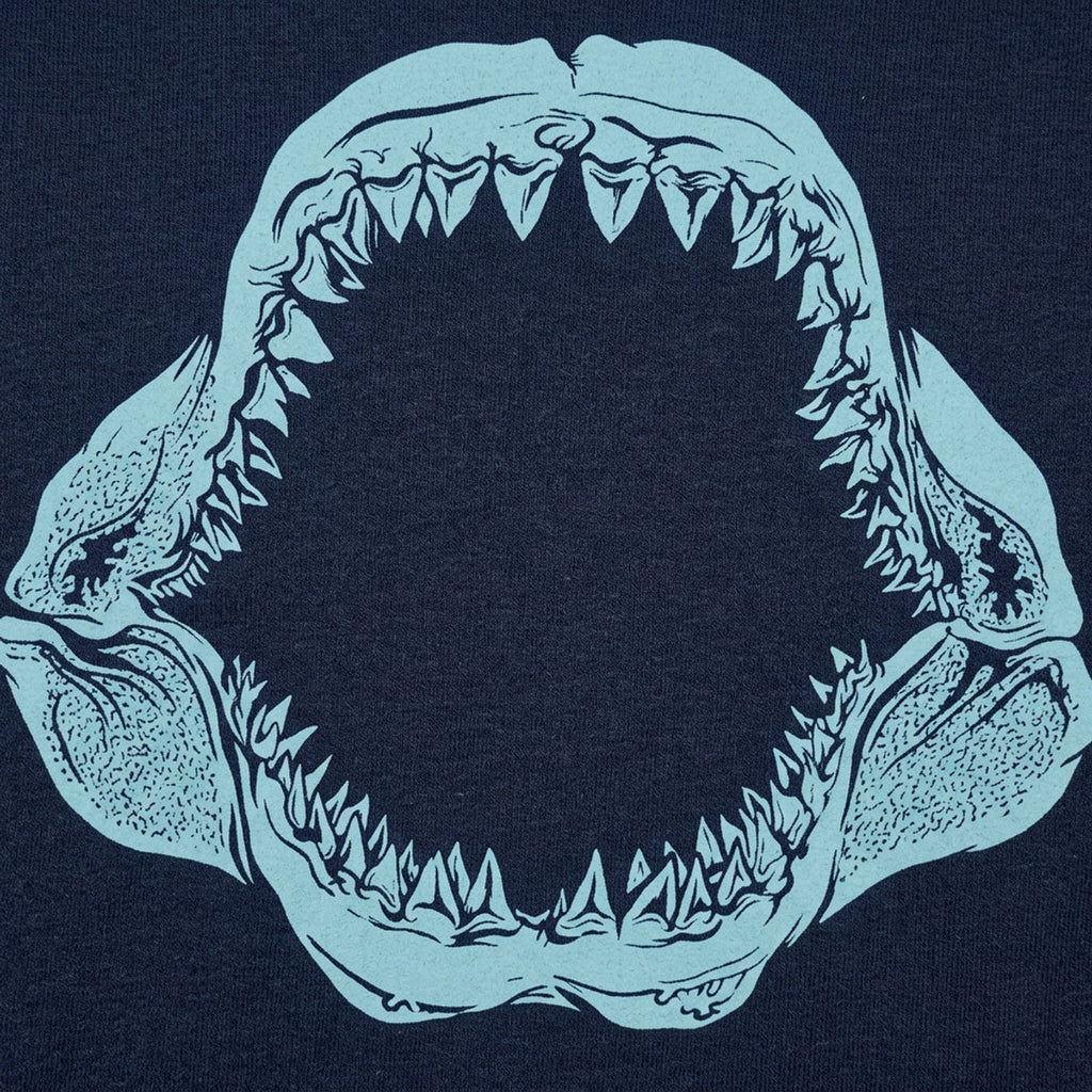 Mouth of the Megalodon Giant Shark Jaw Skeleton
