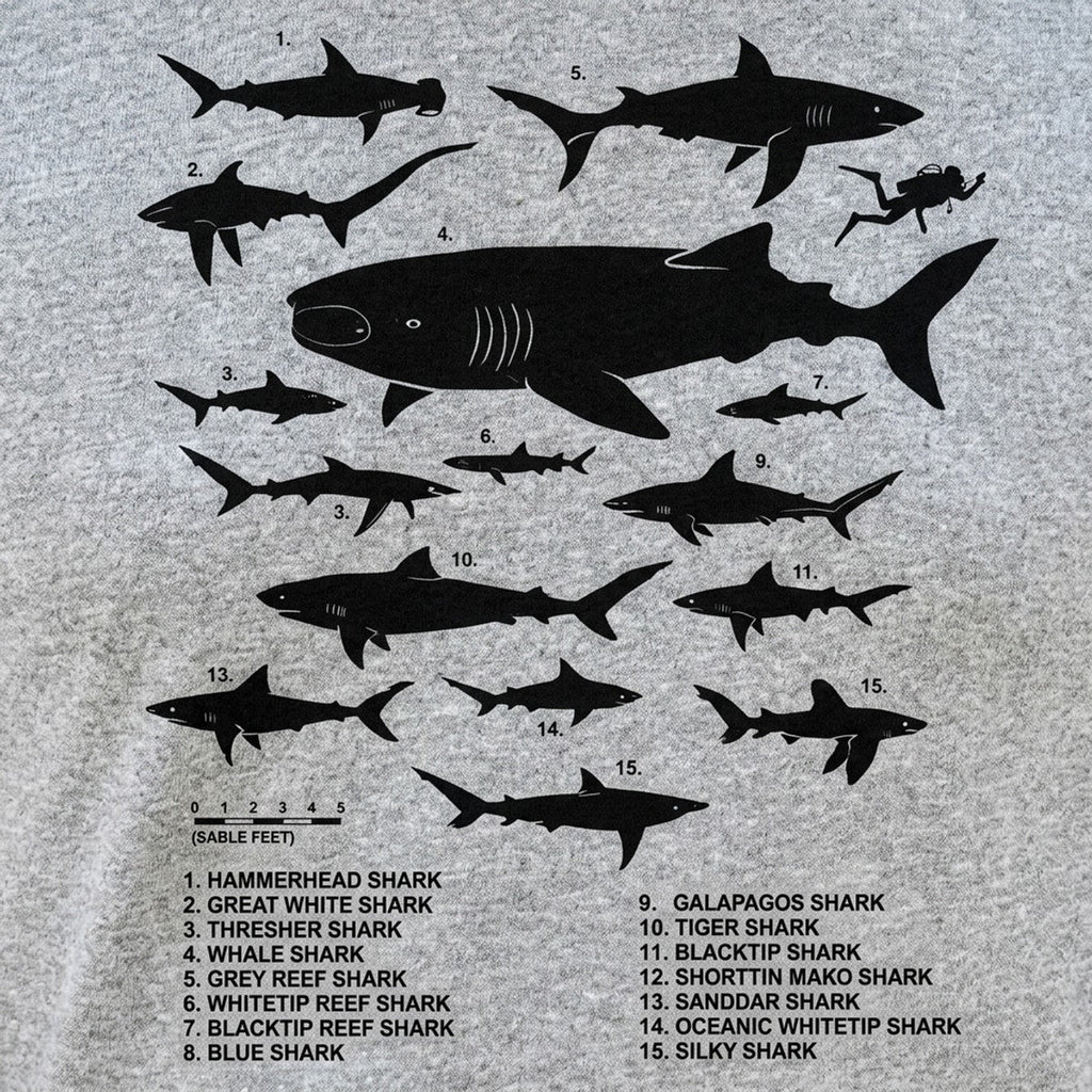 Shark Chart Species Size Comparison Diagram
