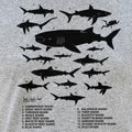 Shark Chart Species Size Comparison Diagram