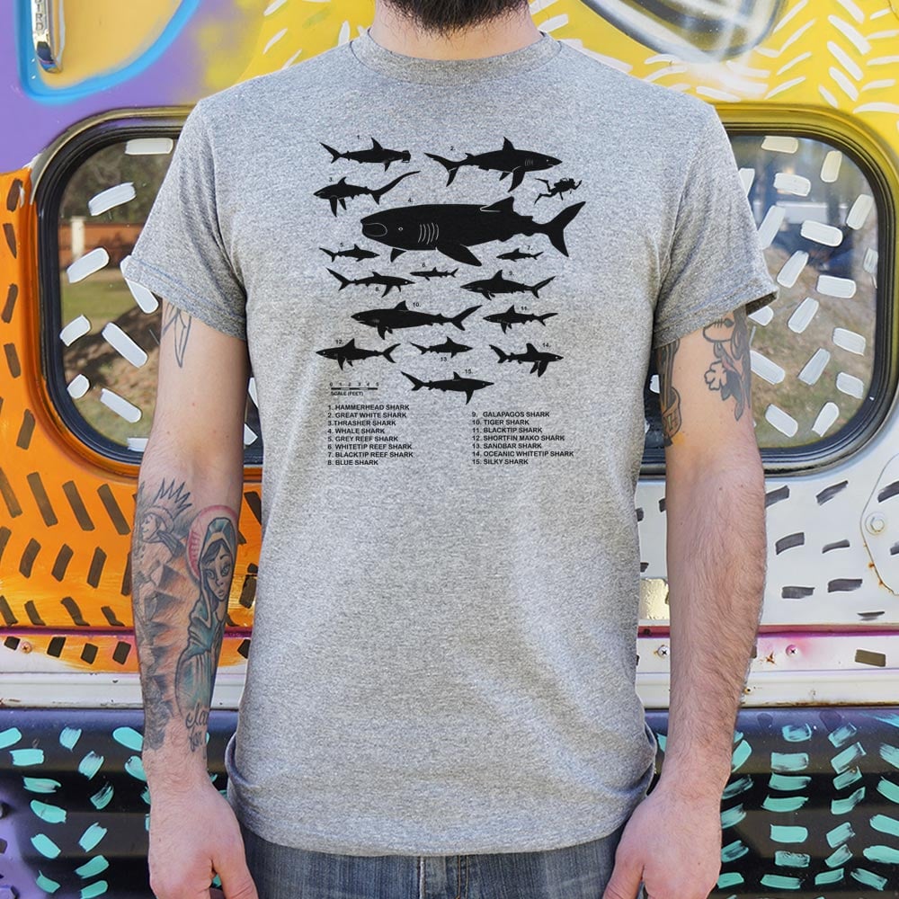 Shark Chart Species Size Comparison Diagram