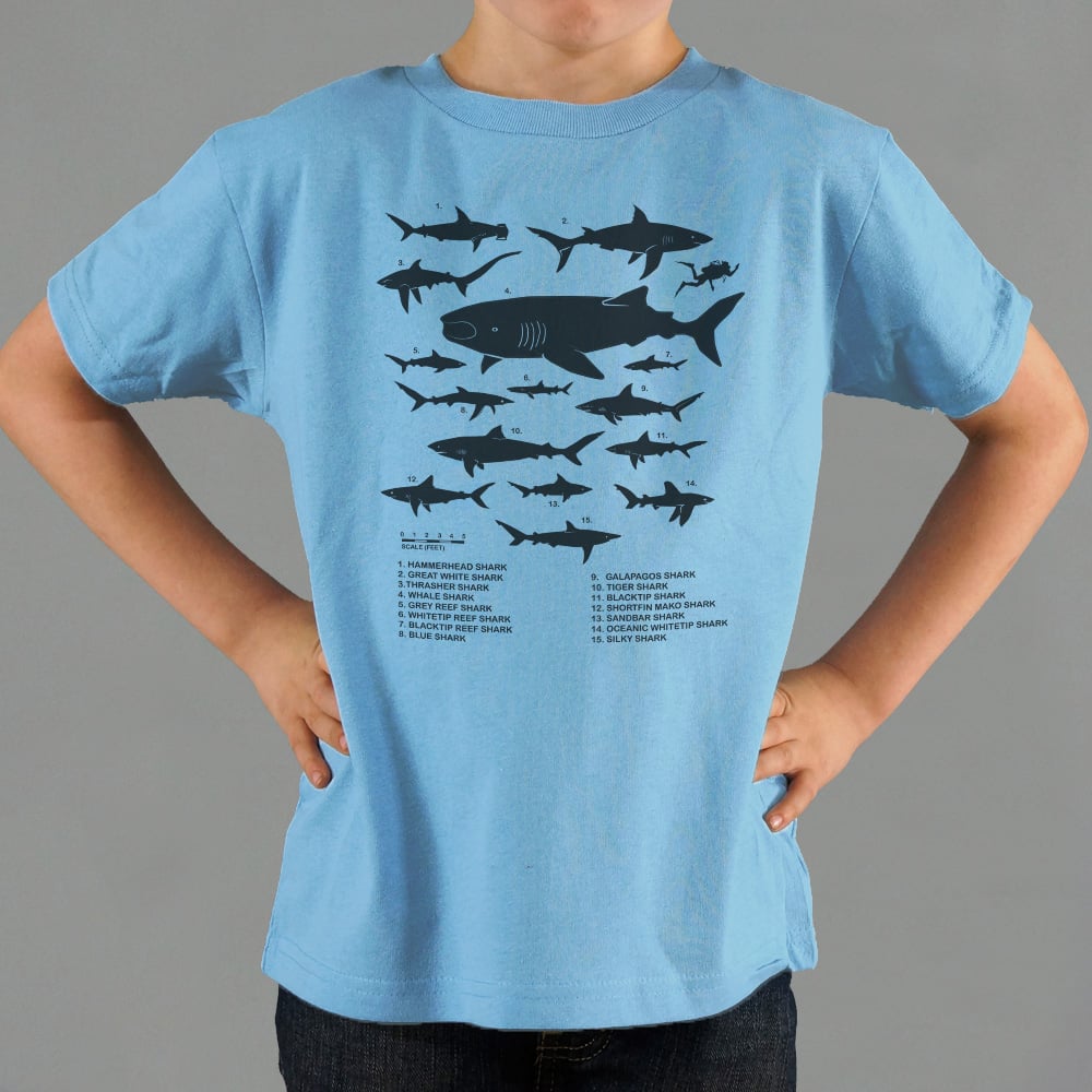 Shark Chart Species Size Comparison Diagram
